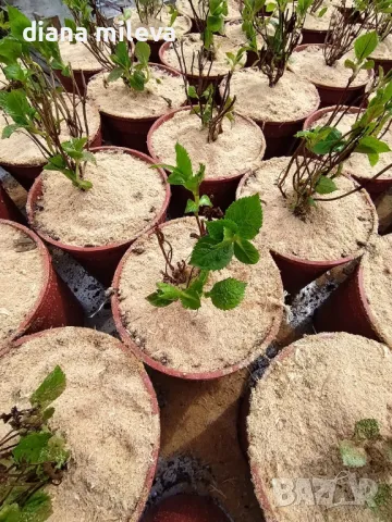 Хортензия Мадам Емили Мулиер, Hydrangea mac.Madame Emile Mouillere за сянка!!!, снимка 6 - Градински цветя и растения - 49691479