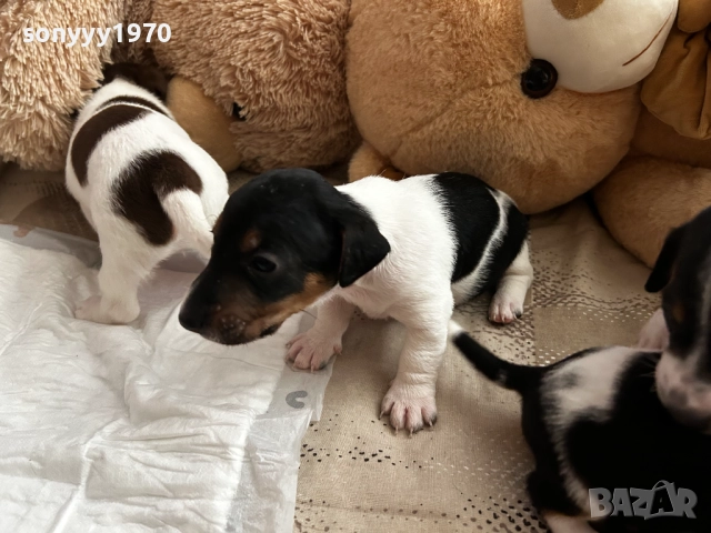 ДЖАК РЪСЕЛ 250ЛВ ЗА БРОЙ 1209252014, снимка 5 - Джак ръсел териер - 51694568