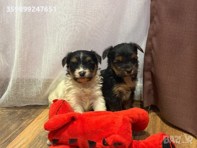 Мини йоркширски териерчета, снимка 4 - Йоркширски териер - 52667740