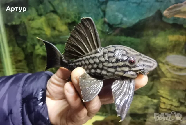 Плекоси и панаци, снимка 1