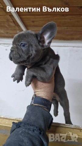 Френски булдочета , снимка 2 - Френски булдог - 53241257