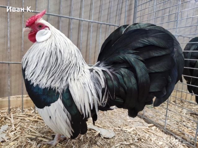 Продавам сребърен Розкомб.