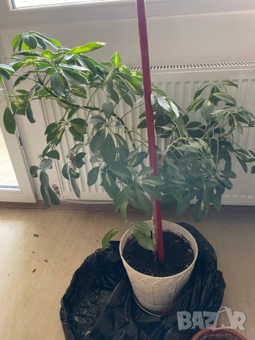 Шефлера, снимка 2 - Стайни растения - 43837457