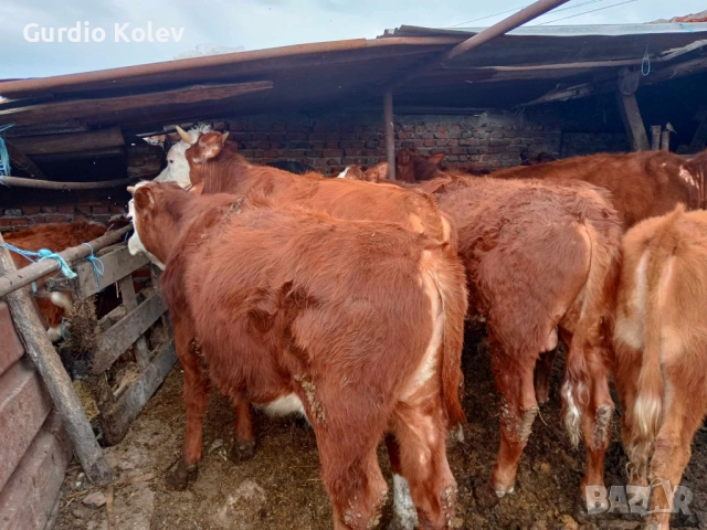 Телешко месо