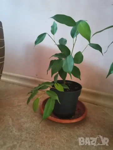 Фикус Бенджамин 20-25 см. , снимка 2 - Други стоки за дома - 49685481