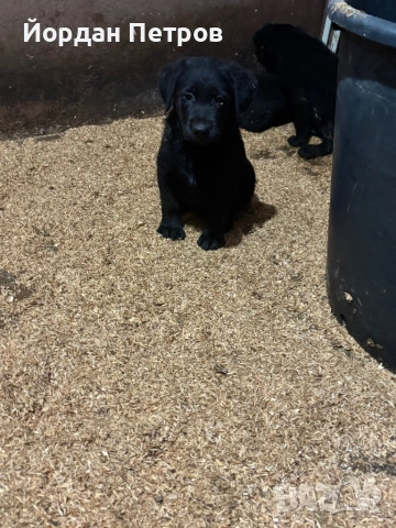 Голдан ретривър и немска овчарка, снимка 7 - Немска овчарка - 53596497