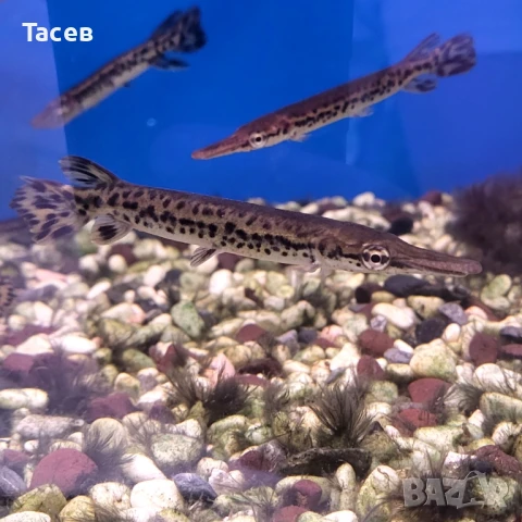 Алигаторови щуки 10см, снимка 1