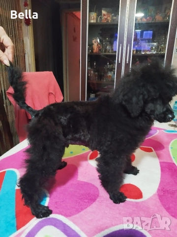 Мини пудел, снимка 2 - Пудели - 52673460