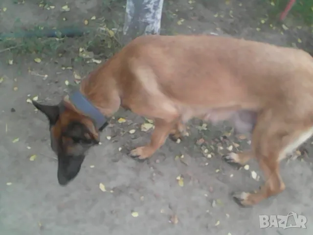 Продавам малки белгийски овчарки, снимка 2 - Белгийска овчарка - 47330260