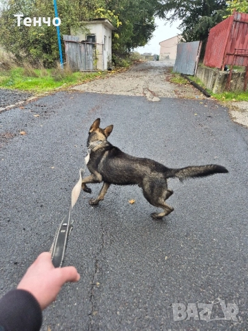 Немска овчарка Сивак за разплод, снимка 11 - Немска овчарка - 52314697