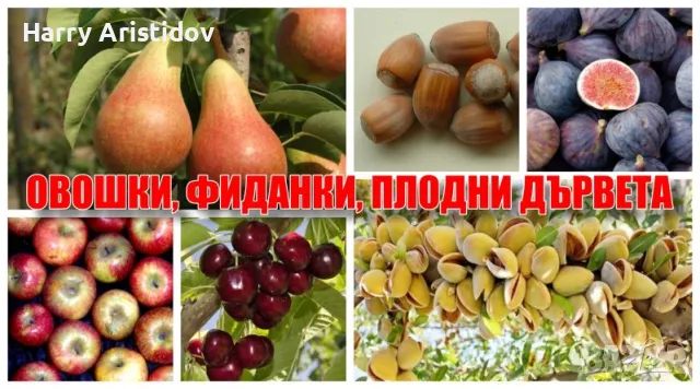 Лози и овощни дръвчета, снимка 7 - Разсади - 47966079