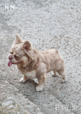 Флъфи френски булдог мъжки - екзотичен цвят