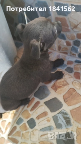 Продават се , снимка 5 - Пинчер - 52423373