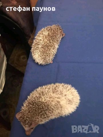 Мини таралежи, снимка 4 - Таралеж - 32989793