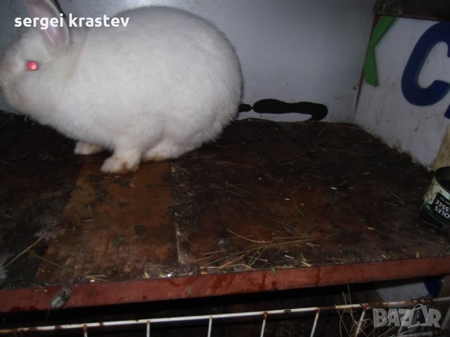 зайци, снимка 3 - Други животни - 27376415