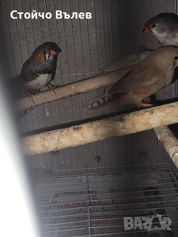 Продавам зеброви амадини, снимка 7 - Амадини - 53243814