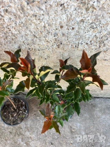 Фотиния Меджикъл Волкано, снимка 6 - Градински цветя и растения - 51472929