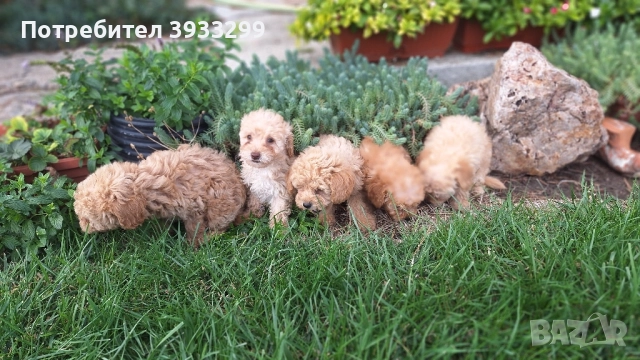 Пудел той пуделчета , снимка 8 - Пудели - 51947182