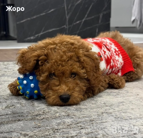 Той пудел-момиче