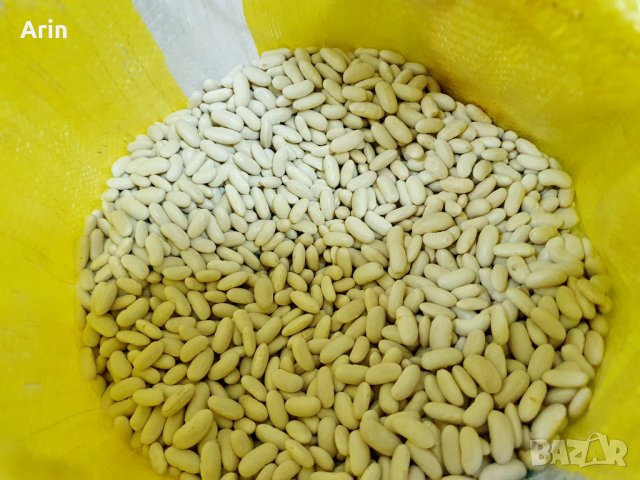 Египетски Боб