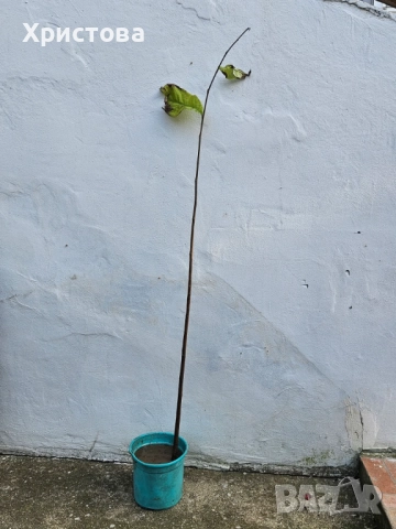 Asimina triloba , пау пау , индиански банан