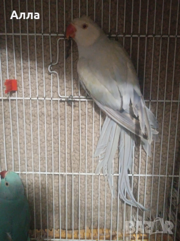 Малък Александр женска