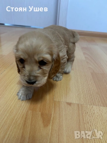 Кокер шпаньол , снимка 9 - Кокер шпаньол - 53218651