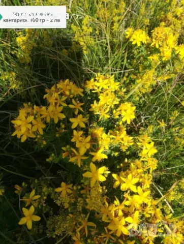 Бял кантарион, снимка 3 - Други - 50226283