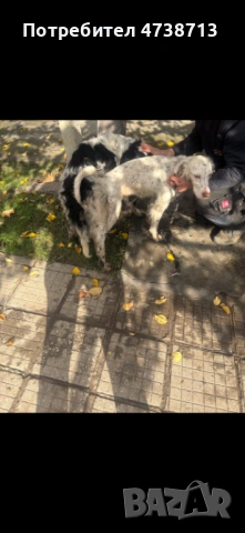 Английски сетер , снимка 11 - Английски сетери - 53565556