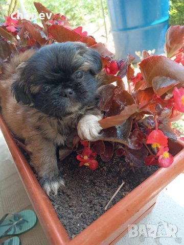 Пекинез , снимка 3 - Пекинез - 52281331