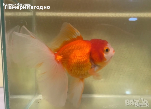 Продавам зряла Оранда