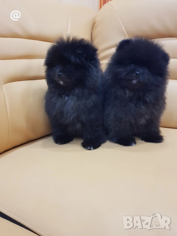 Померан померанчета момче и момиче!, снимка 9 - Померан - 52967692