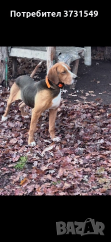 Трицветно гонче 