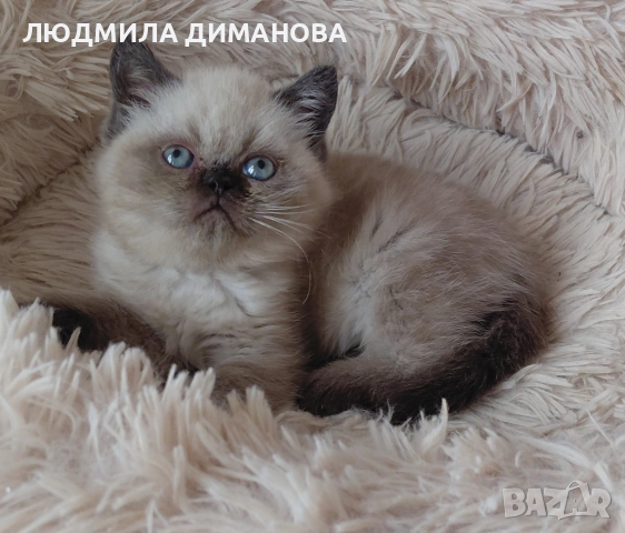 Шотландско мъжко със сини очи.  