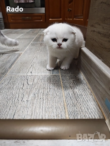 Клепоухи и правоухи сребърни чинчили , снимка 8 - Чинчили - 52890502