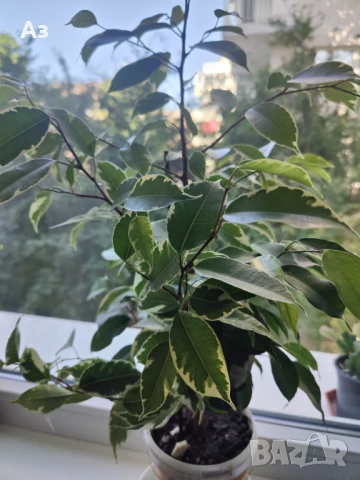 Продавам Бенджамини - различни видове, снимка 7 - Стайни растения - 46552586