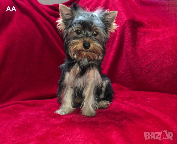 Йоркширски териер, момче