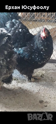 Кохин, Пауни, Брама, снимка 4 - други­ - 52025761