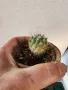 Echinofossulocactus, снимка 1