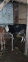 Продавам 5 бр женски телета , снимка 1