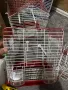 Клетки за птици , снимка 1