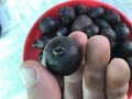 Ягодова гуава,Strawberry Guava, растения и семена