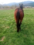 Продавам кобила на две години и половина, снимка 3
