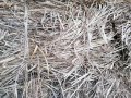 Бали трева. овесена слама със зърно , снимка 2