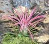 Tillandsia ionantha rood, снимка 2