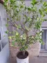 Лимон -дърво , снимка 1
