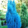 100 бр. семена кипарис синя елха бор сини иглолистни кипарисови дървета бонсай екзотични за градина , снимка 14