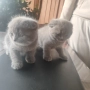 Шотландско клепоухо котенце , снимка 4