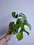 Монстера, monstera minima, снимка 1