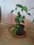 Фикус Бенджамин 20-25 см. , снимка 2